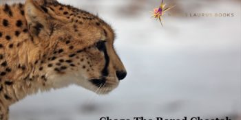 Chago The Bored Cheetah