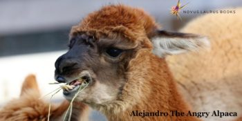 Alejandro the Angry Alpaca