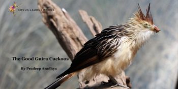 The Good Guira Cuckoos