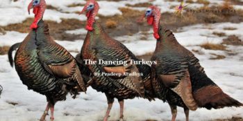 The Dancing Turkeys
