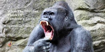 What The Gorillas Think Of Tambwe's Teeth
