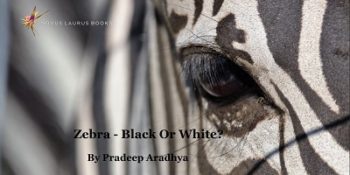 Zebra - Black or White?